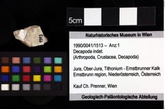 Foto (Objket + Etiketten) von Pithonoton sp. 